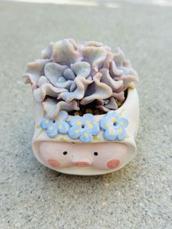 Succulents plants 🪴