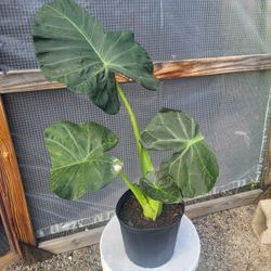 Alocasia Plant 10" Pot $6 Each