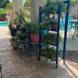 Variety Of Plants  On Sale