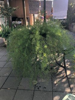 Large outdoor asparagus plant