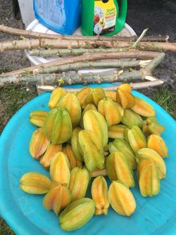 Star fruit __ carambola — cassava —- yucas ,,acabadas de cortar ...