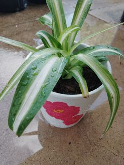 plantas $10$8$5$