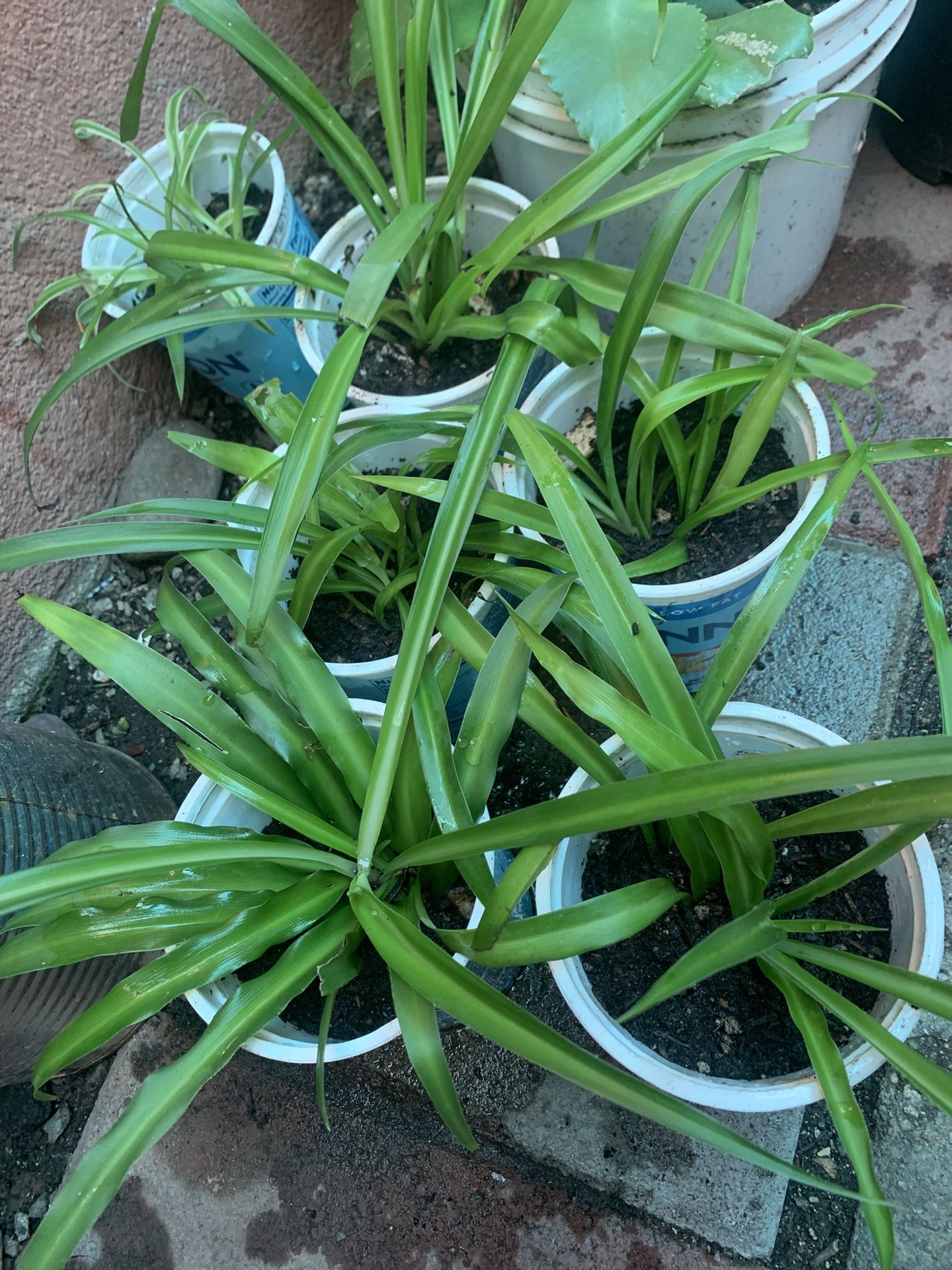 Spider Plants 