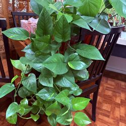 🌿SUPER HEALTHY♥️Golden Pothos 🙏PLS READ DESCRIPTION 