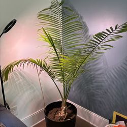 Parlor Palm