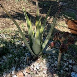 Aloe Vera 