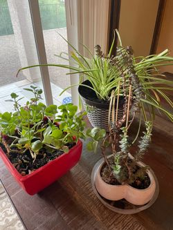 FREE - 3 PLANTS - Succulents & Spider Plant