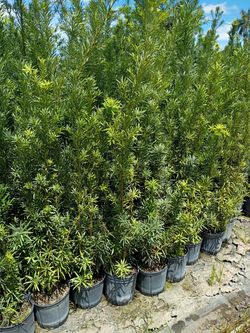 Podocarpus over 5 to 7 feet tall instant privacy hedge for fence minimum qty 30+