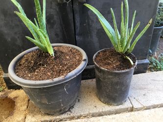 Aloe Vera Plant