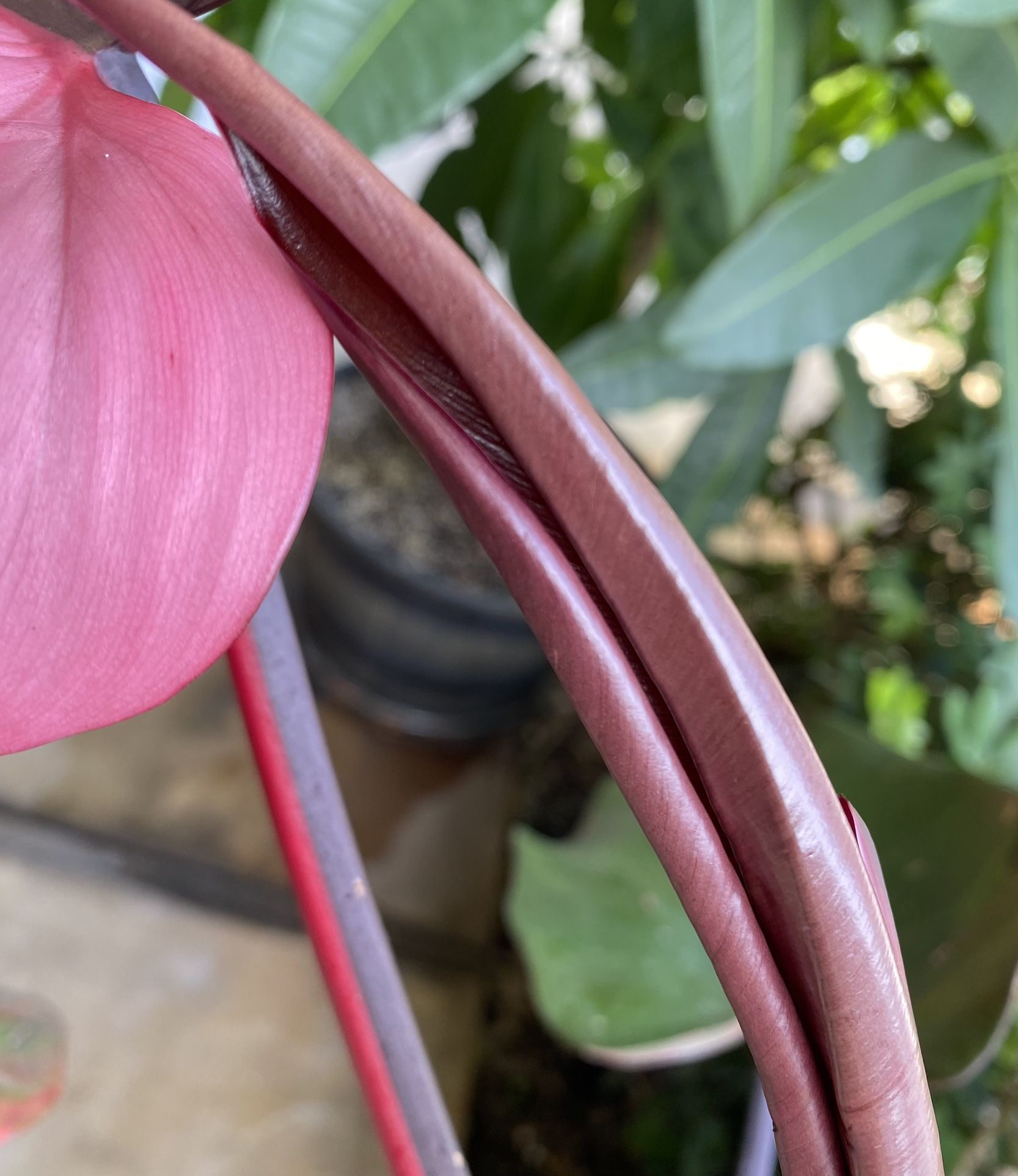 Philodendron Pink Princess Plant