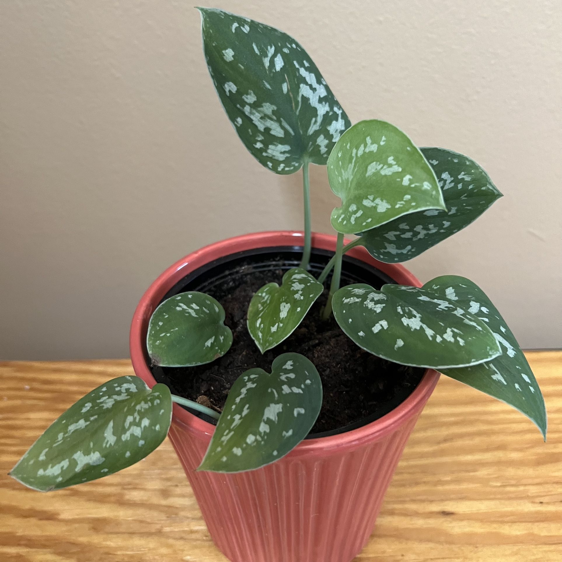 Silver Pothos Plant 🪴