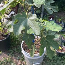 Chicago Hardy Fig Tree 