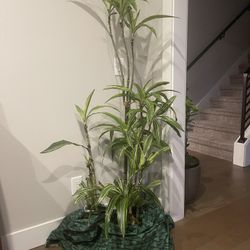 Dracaena Set