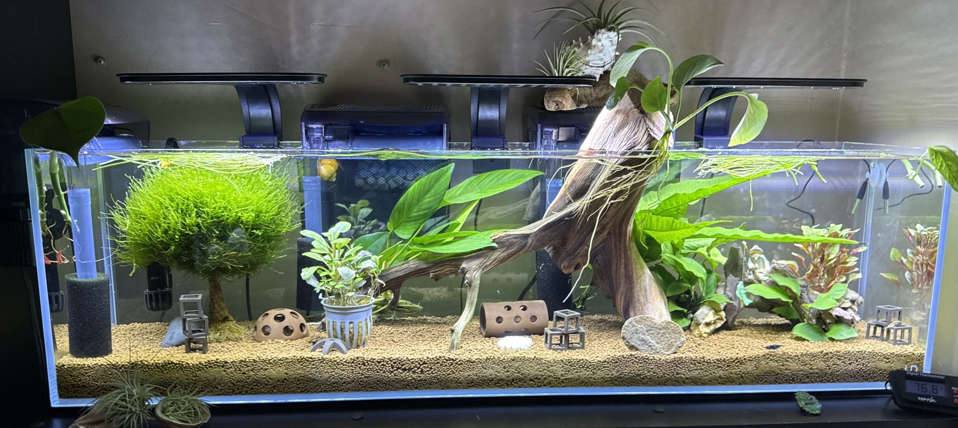 Fish Tank