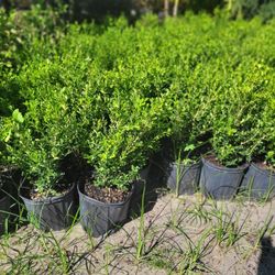 HOLLY'S PLANTS 3GALLONS 