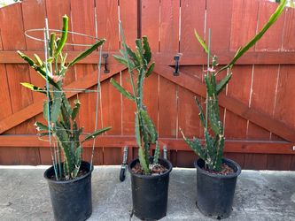 Potted Dragon Fruit Plant
