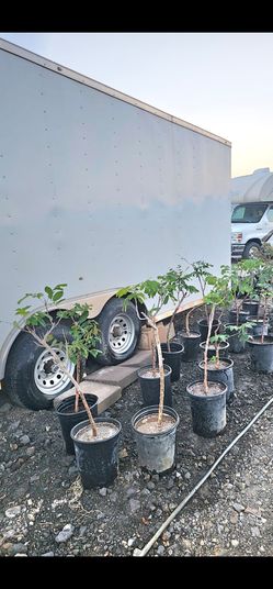 Hawaiian longan fruit tree for sale $65 for each