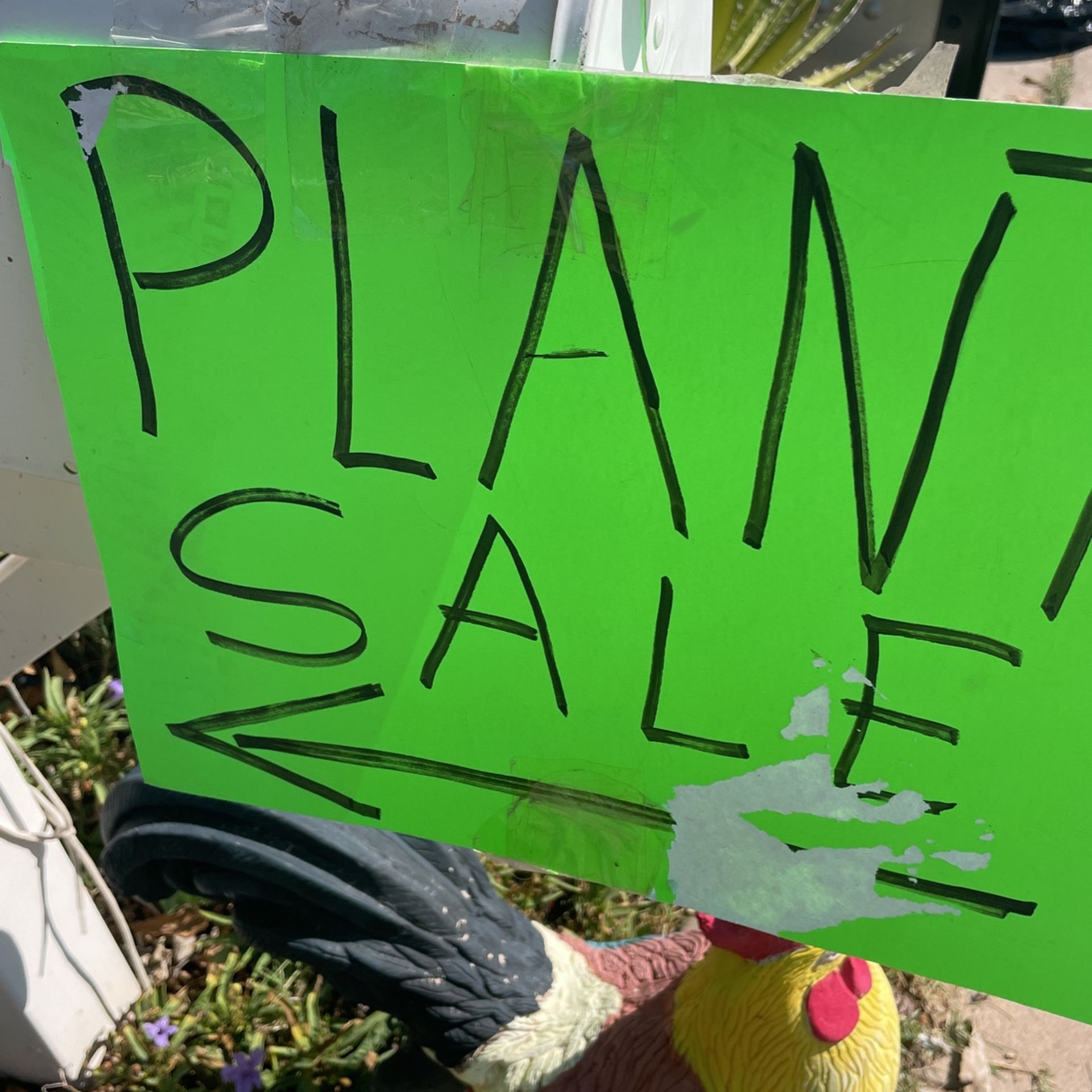 Beautiful plants for sale