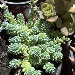 Succulents Plants 🪴 4”pot