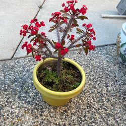 Crown of thorns plant 