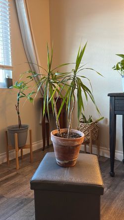 Dracaena Marginata Plant in Terra Cotta Pot