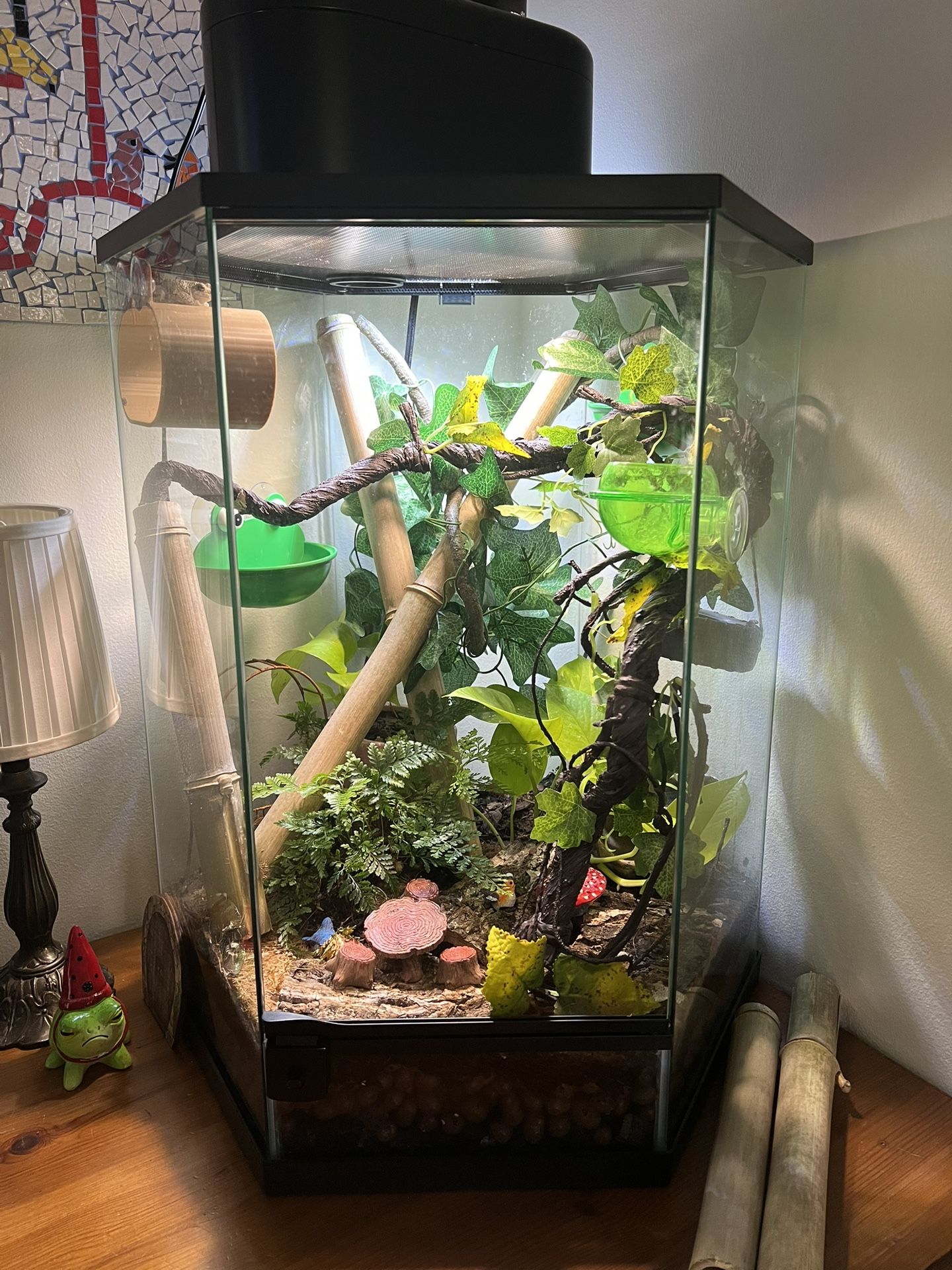 Bioactive Terrarium Setup With Gray Treefrog