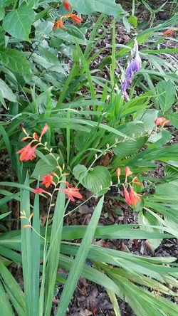 12 Orange Firecracker Plants