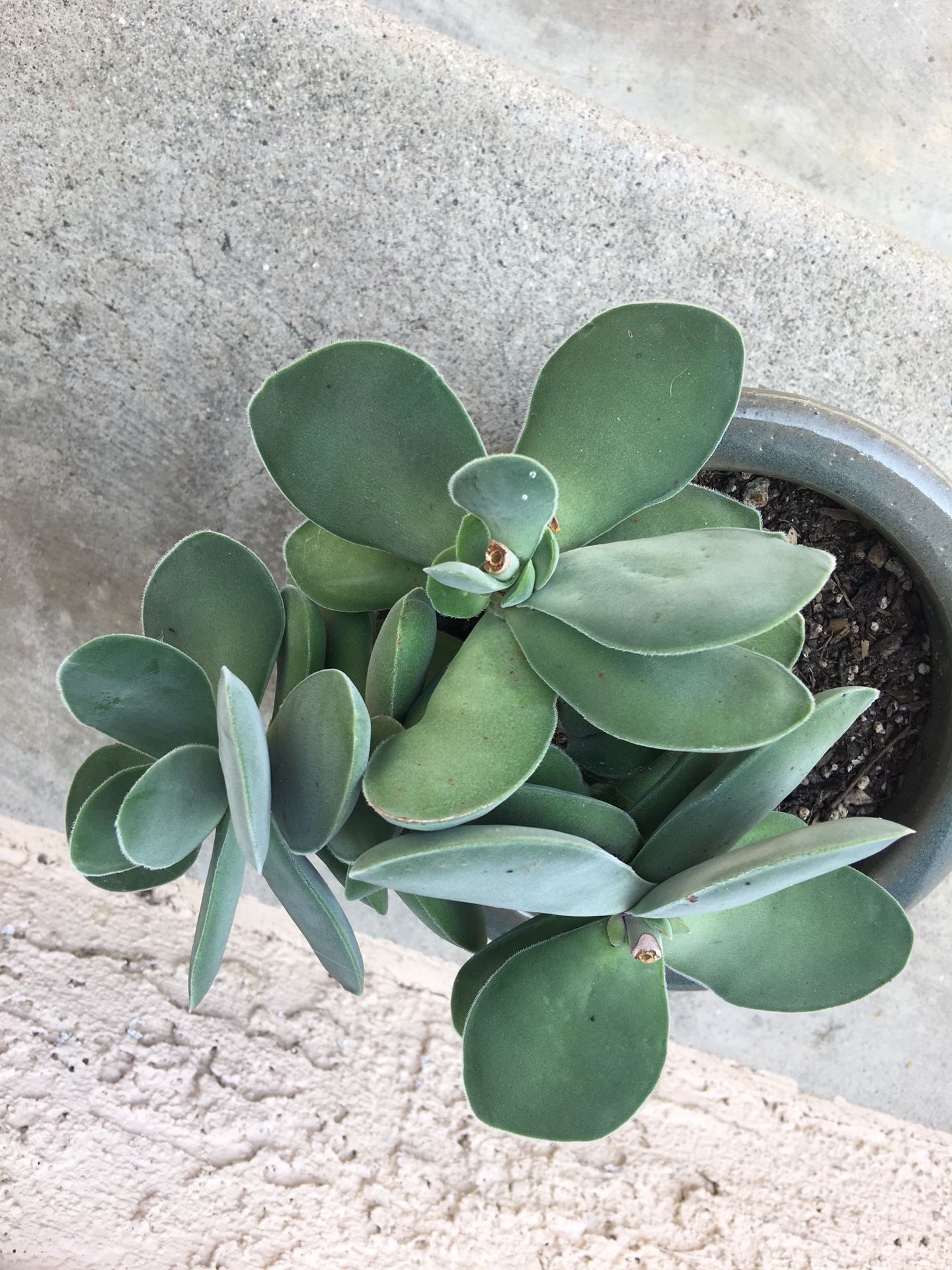 Panda 🐼 Succulent Plant in Ceramic Pot