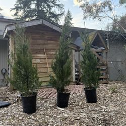 Juniper Spartan Plants