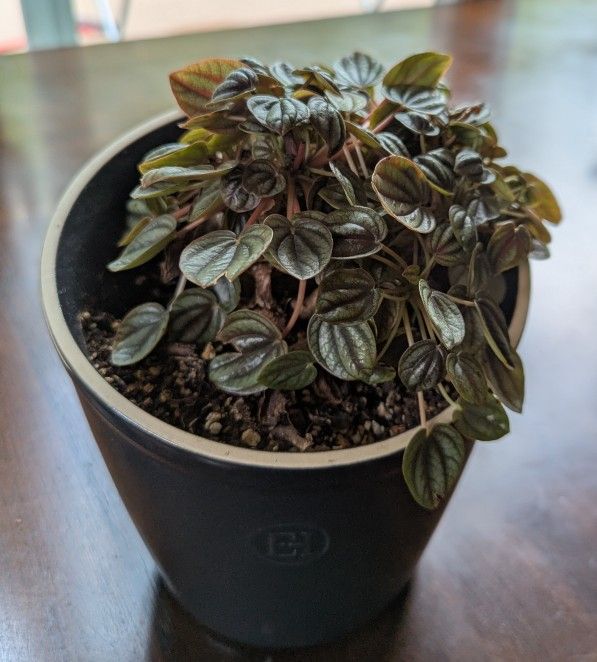 Peperomia