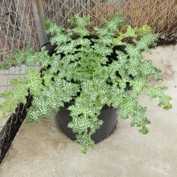 Milk Thistle Plant In 15 Gallon Black Pot