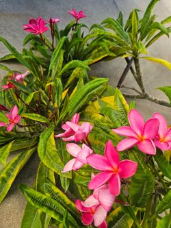 PLUMERIA branch