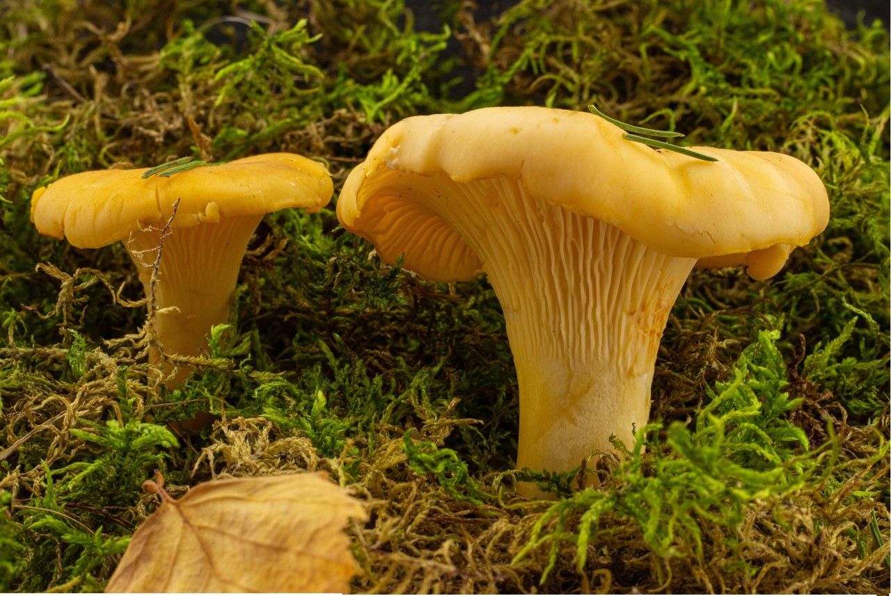 Fresh Mushrooms
