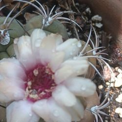 Beautiful Cactus.