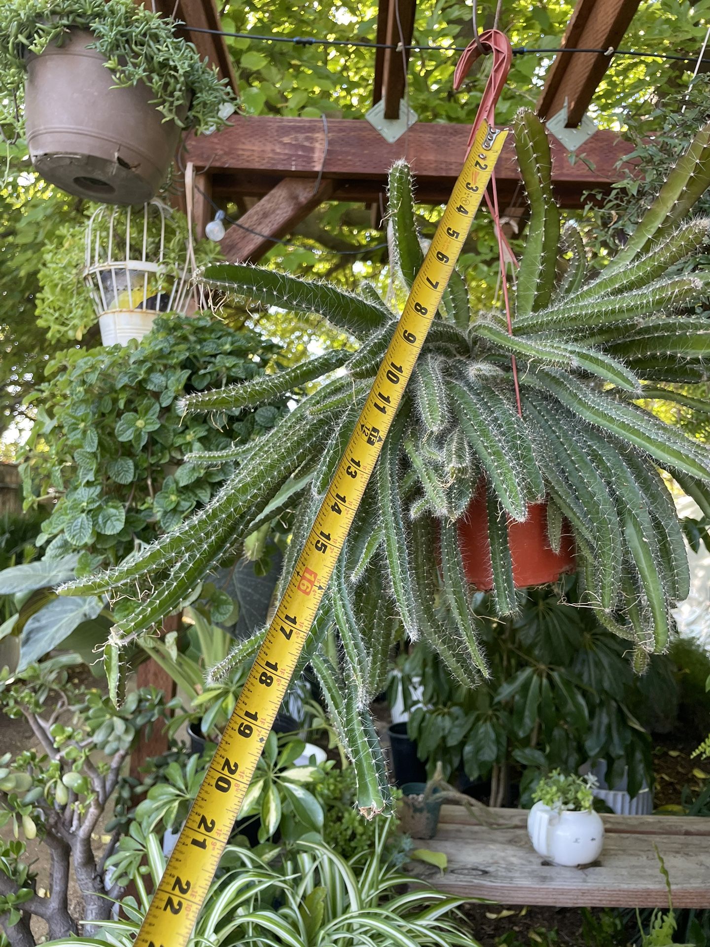 Huge dog tail cactus, exact plant/6” pot; 95820