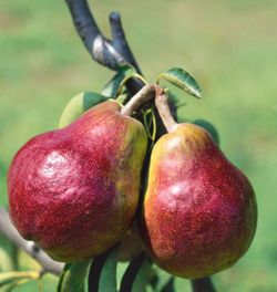 Grafted Pear, Nectarine, Avocado, Cherry, Peach, Apple, Plum, Mandarin Trees