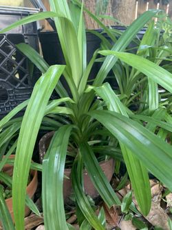 Organic Pandan Leaves Plant