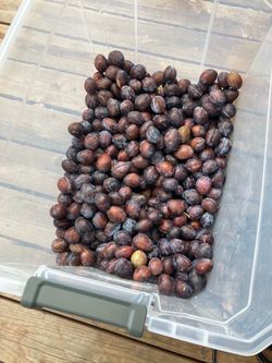 Italian Plums