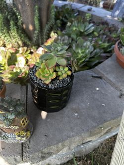 Succulent Arrangements