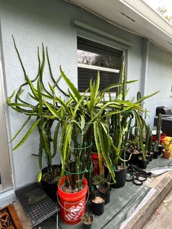 Dragonfruit cuttings