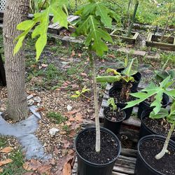 Papaya Trees 