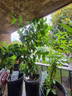 Organic pink guava tree plant