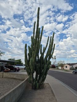 Cactus cuttings sale or trade