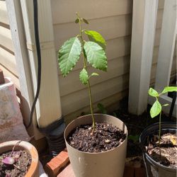 Avocado Tree 