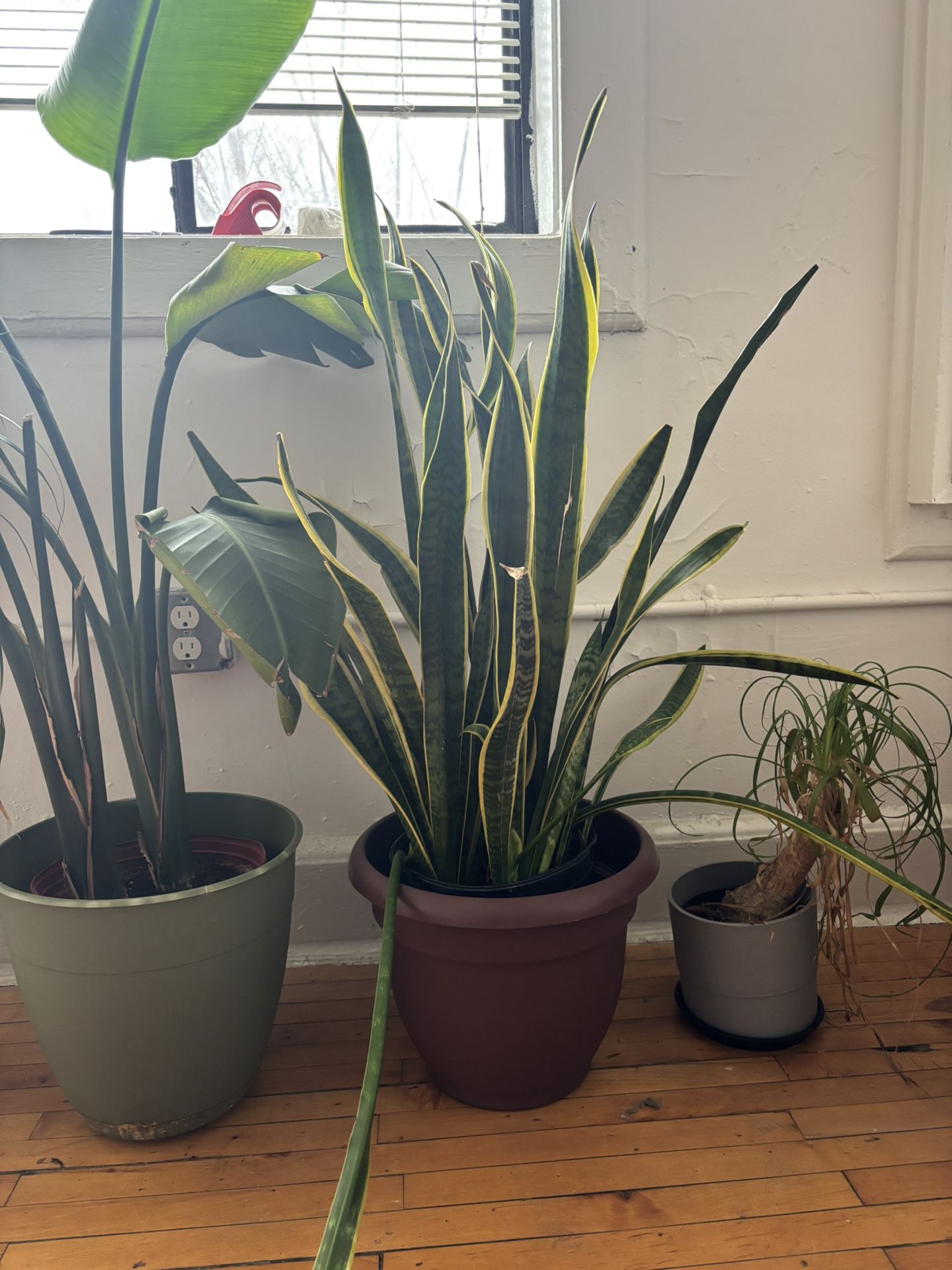 Large Plant bundle + Pots