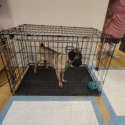 Dog  Crate  & Everything you will need for a dog