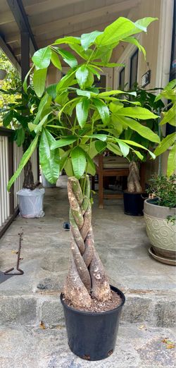 Money tree w/extra thick trunks