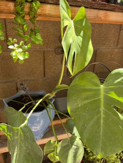 Monstera Plant
