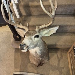 deer mount