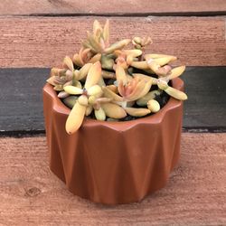 $7 Potted Succulent